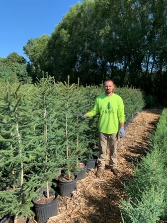 Potted 4+ ft size Norway Spruce. Perfect for getting that new windbreak started. We grow them so they are not too thick so they will not blow over the first year after planting.