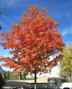Fall Color different every year