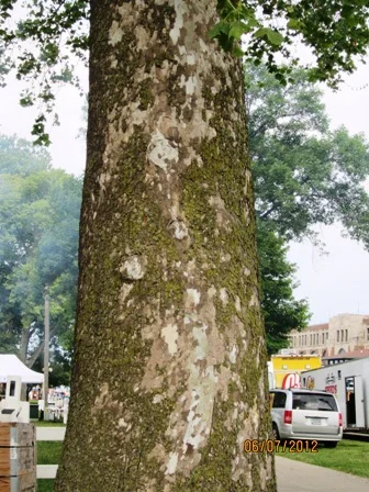 Bottom part of trunk, blotchy bark color