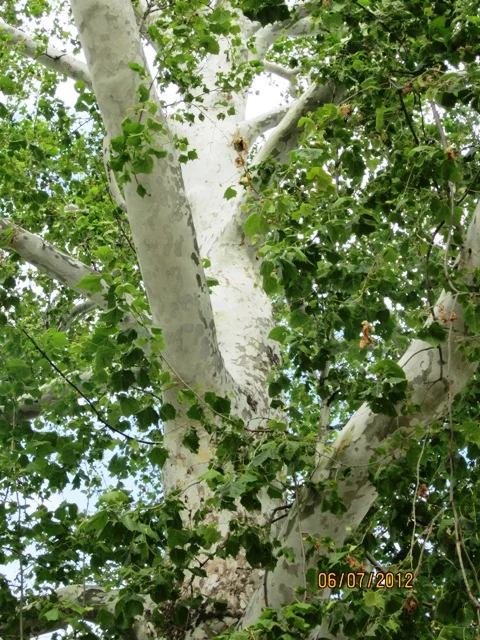 Upper part of tree branches. beautiful white bark.