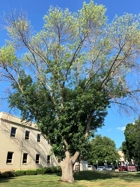 Green ash tree infected with Emerald Ash Boer.