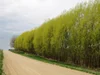 Austree Hybrid Willow — Windbreak Trees