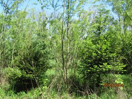 Austree Hybrid Willow — Windbreak Trees