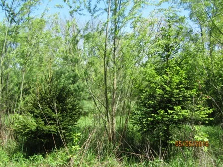 Austree Hybrid Willow — Windbreak Trees