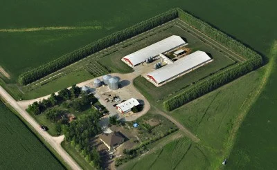 Double row of Austrees surround Hog facility.