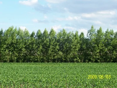Single row of Austrees 3 years old, 25 ft tall blocking sight of hog building behind the Austrees.