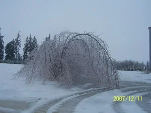 Austree Hybrid Willow — Windbreak Trees