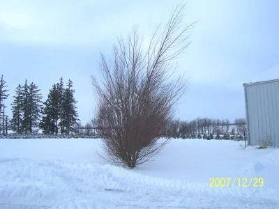 Austree Hybrid Willow — Windbreak Trees