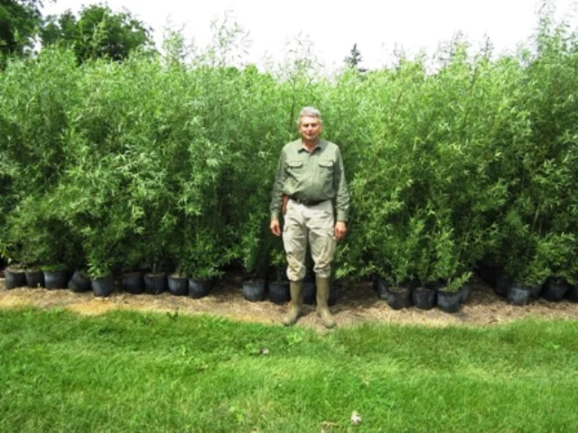 Our potted Austrees 1 year old and 6 ft tall ready for planting.