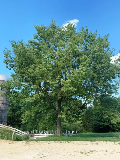 25 year old Hackberry, growing on a very rocky site.