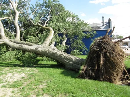 Large Hackberry goes down in 120 MPH wind storm.