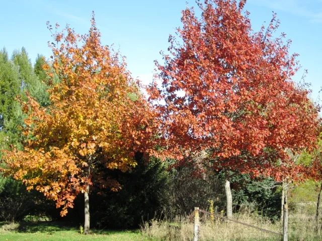 Two red Oak side by side. the one on the right always changed color two week before the other one. They did this every year.