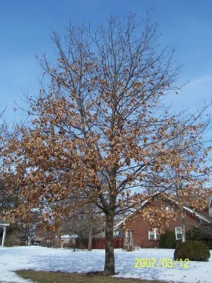 Branch structure of Red Oak. they can hold a few leaves during the winter in there youth. After about 25 ft tall they shed all there leaves in the fall.