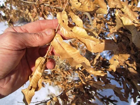 Shape of the Sawtooth Oak Leaves