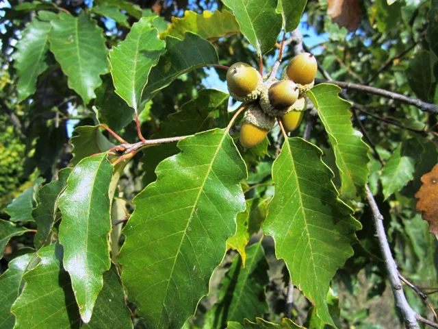 Chinquapin Oak — Windbreak Trees