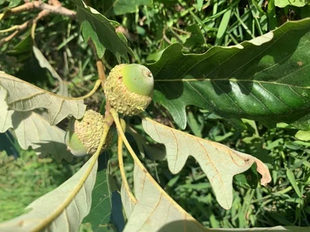 Acorns on Chestnut Oak