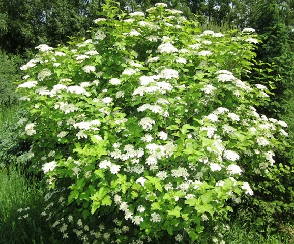 Highbush Cranberry in Bloom