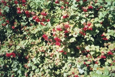 Lots of Red Berries in fall