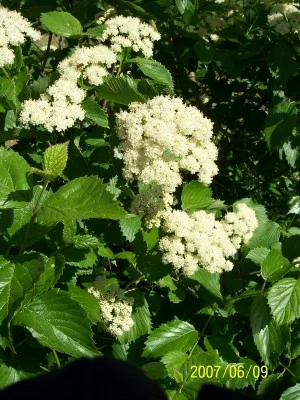 Beautiful blooms in Springtime