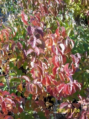 Arrowood fall color