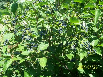 Lots of berries in the fall