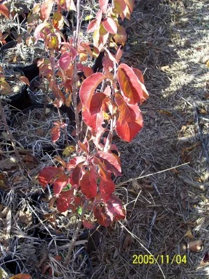 Nannyberry fall color