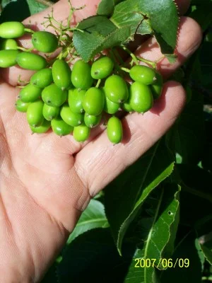Large quantity of large seeds in fall