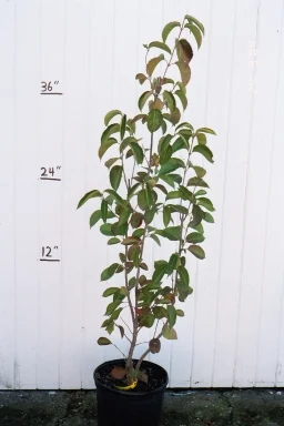 Potted Nannyberry