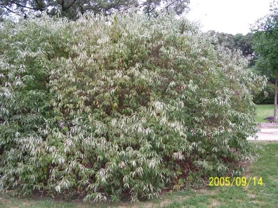 Large round shrub