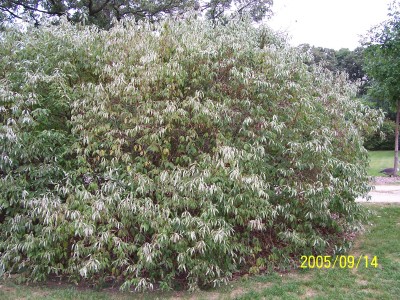 dogwood silky shrub