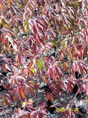 Silky Dogwood fall color