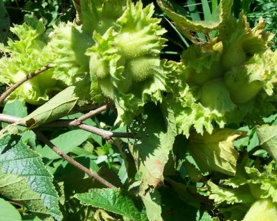 Seeds of hazelnut on plant