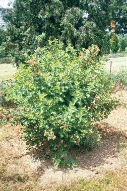 ninebark_bloom.jpg