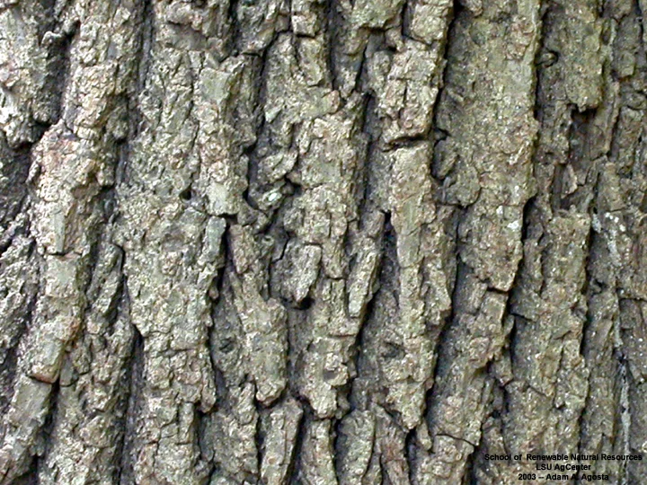 Bark of the Black Walnut