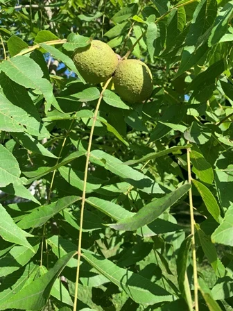 Leaves and walnut seeds