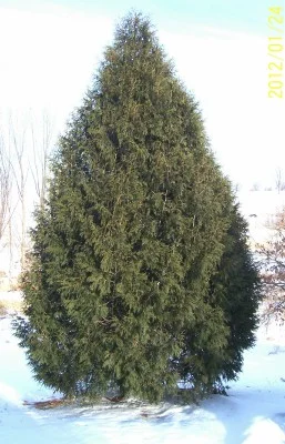 Eleven year old Techny and was started as a 2 1/2 ft potted size and is now 16 ft tall, this tree has never been watered, fertilized or trimmed.