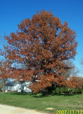 Scarlet Oak holds about 75% of its leaves threw the winter, good for widnbreaks.