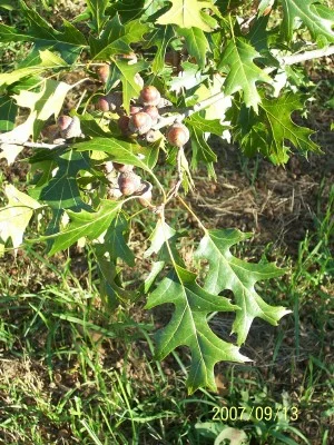 Seeds and leaves of Scarlet oak
