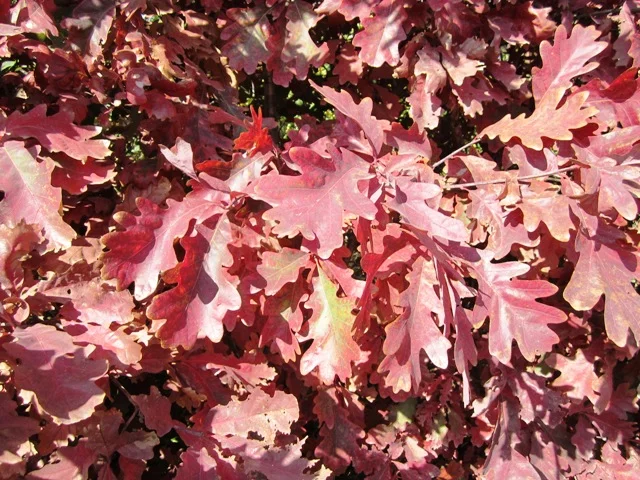 White Oak tree color in fall