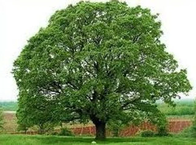 Beautiful large White Oak, live for centuries.