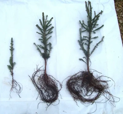 Bare root-left-seedling, /center-18"-24" Transplant./ right- 2'-3' Transplant