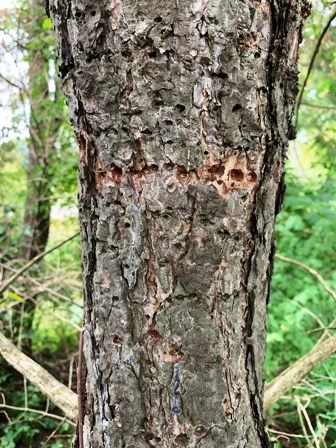 Yellow belly sapsucker bird holes. Common on many pine and Red Cedar. Does not seem to hurt the tree.