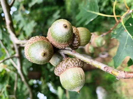 Acorns of Red Oak, quite large usually 1 inch