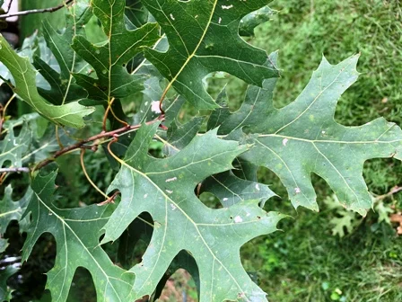 Leaves of Red Oak
