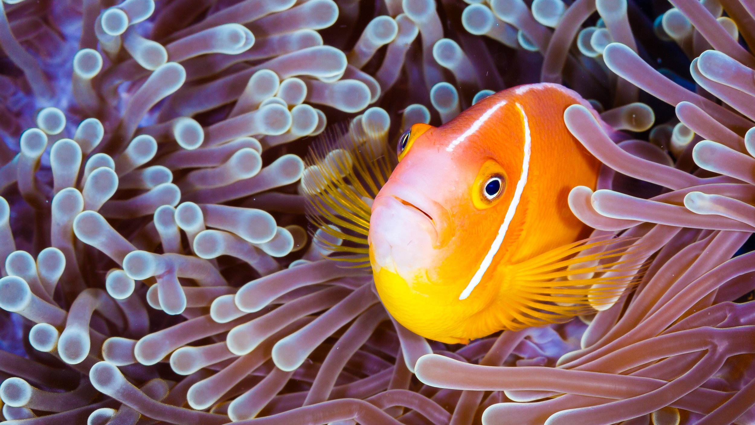 A clownfish taking shelter in an anemone in the Pacific. Photo Grant Thomas / Coral Reef Image Bank
