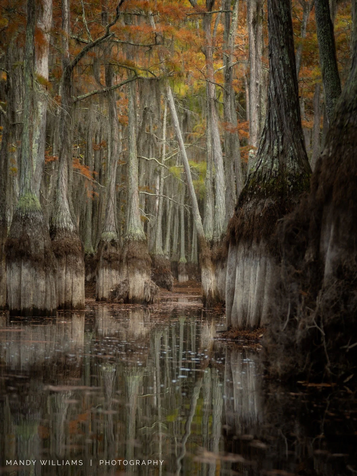 Rooted in Silence