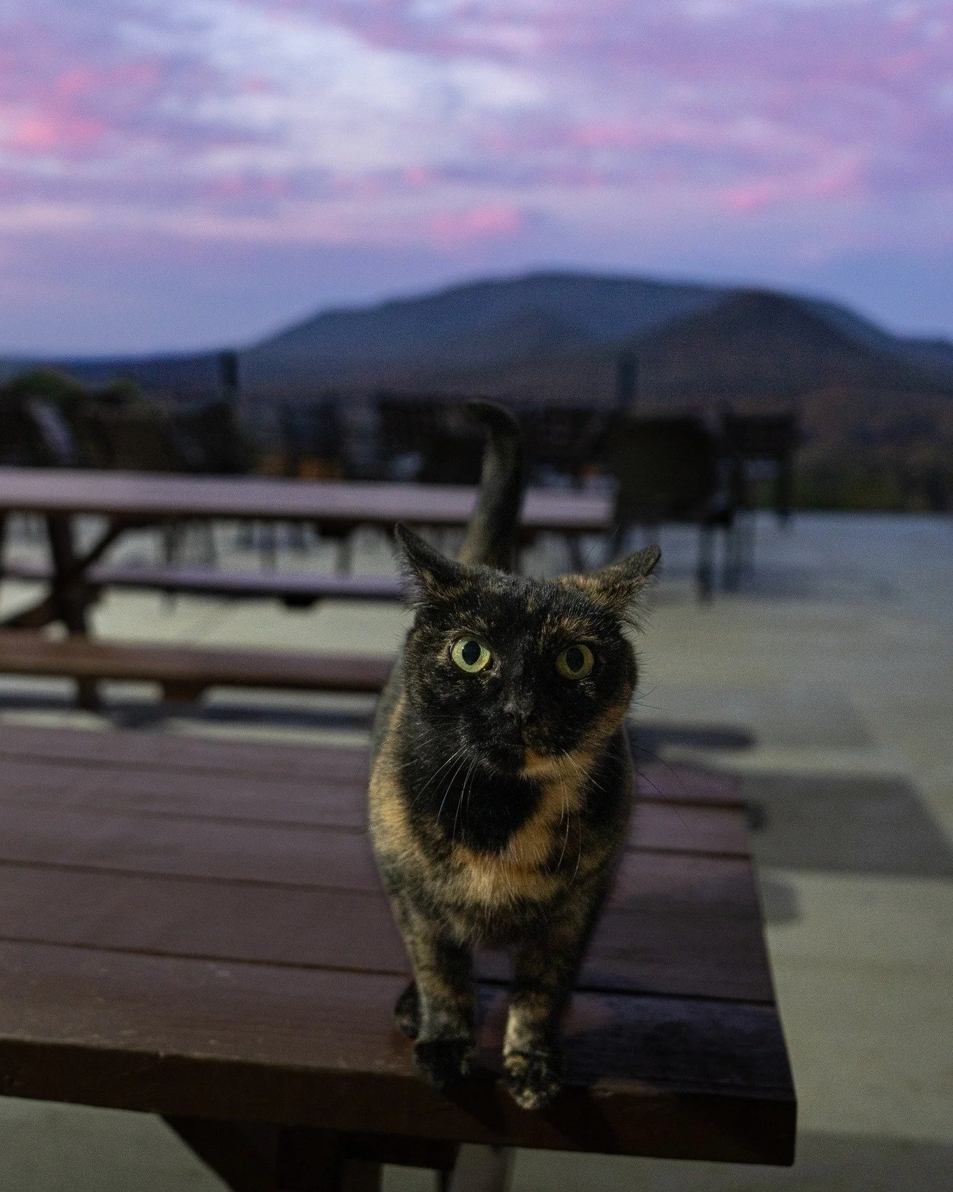 Meet the real boss of Ocoee Ridge 🐾

Happy National Cat Day from Kitty! She does the cabin inspections, keeps an eye on the RV sites and naps in the sun. She&rsquo;s very busy, as you can see. 😼

Come visit Kitty (and the rest of us) in the mountai