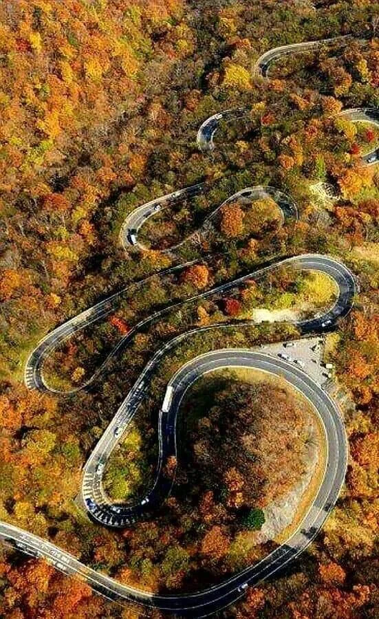 An aerial view of a winding road through a forest with trees displaying fall colors.