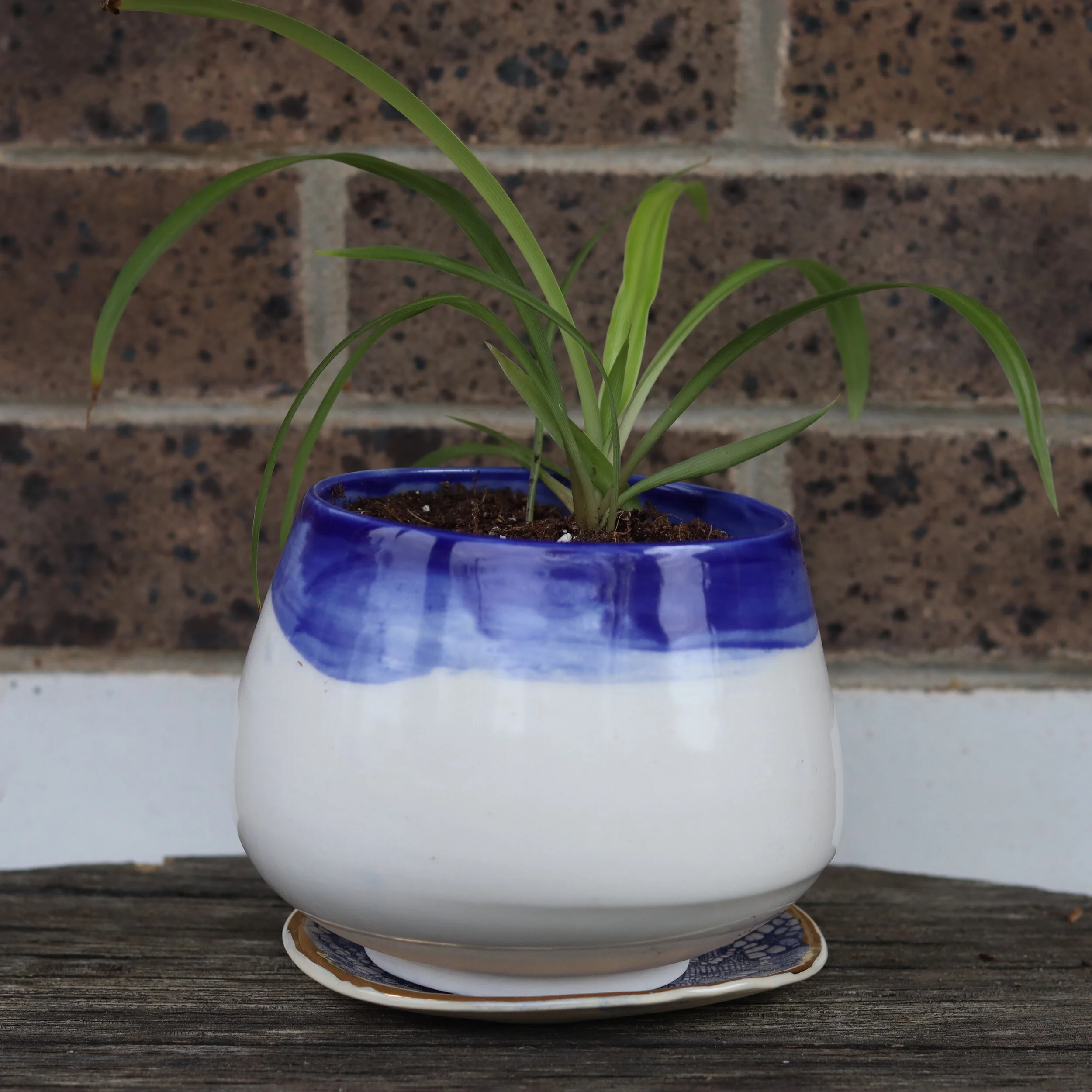 Handmade Planter with Spider Plant