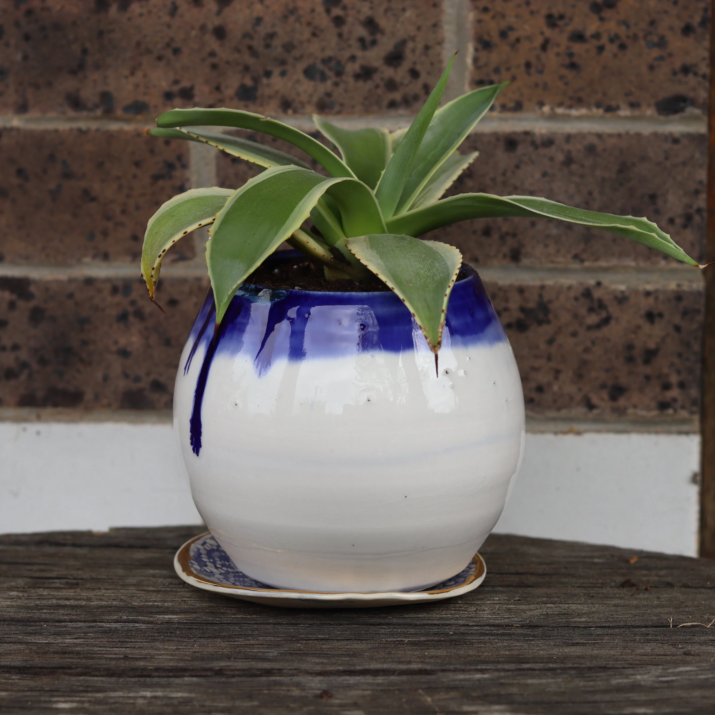 Handmade Planter with Spider plant